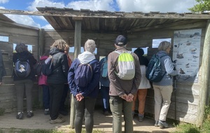 Observation des oiseaux